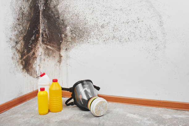 Best Affordable Mold Removal  in Walls, MS