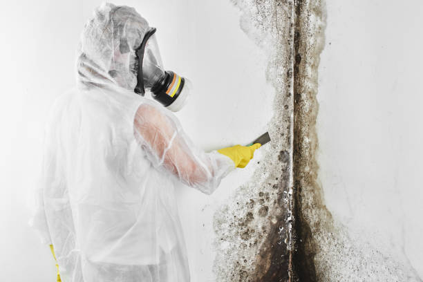 Best Mold Removal Company Near Me  in Walls, MS