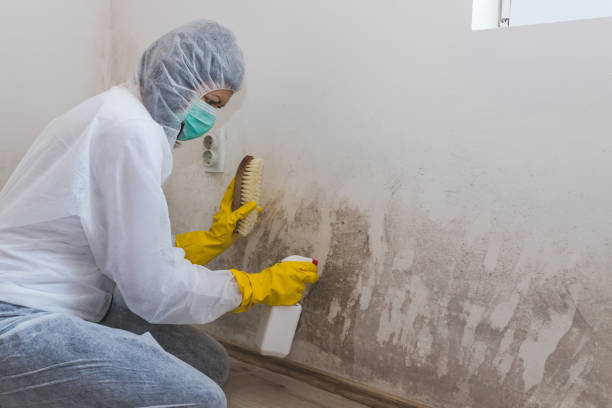 Mold Removal Process in Walls, MS