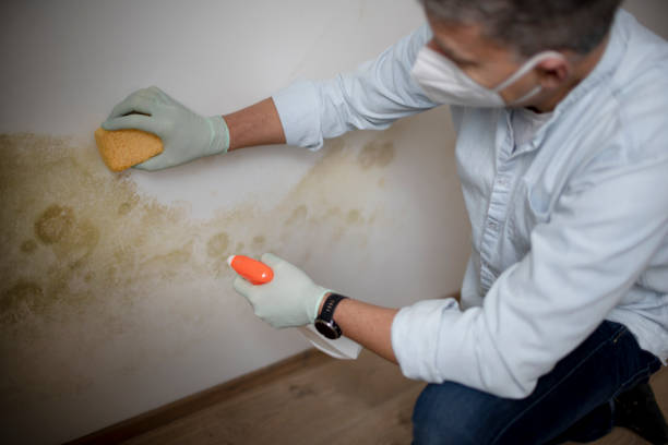 Mold Testing and Removal in Walls, MS