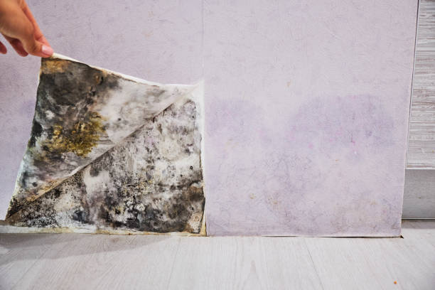 Best Mold Damage Repair  in Walls, MS